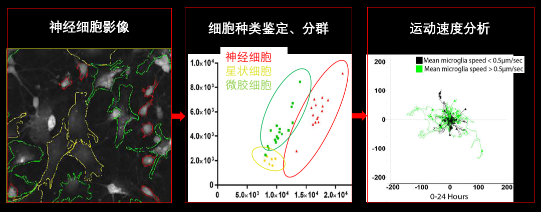 1、無標記神經細胞共培養.png