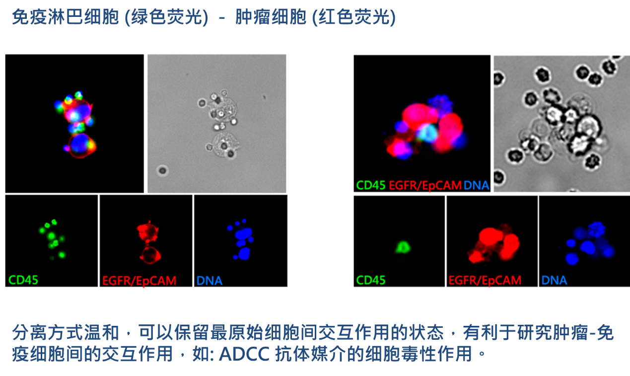 2、腫瘤-免疫細胞交互作用研究.png