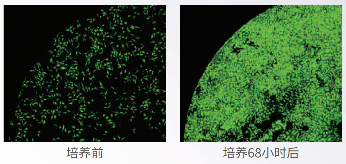 應(yīng)用1：長時間活細(xì)胞成像.png