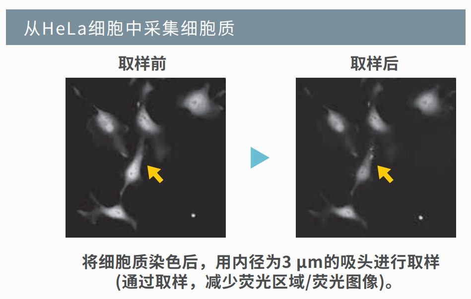 Hela細胞內取樣.png