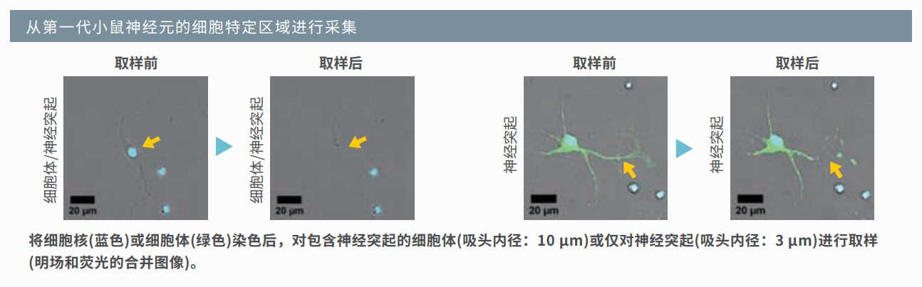 應用1：小鼠神經元取樣.png